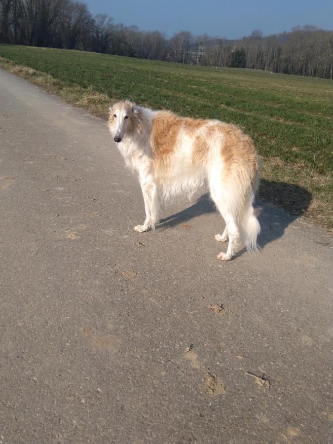 Bed and Breakfast Swiss Borzoi House Vully-les-Lacs Exteriér fotografie