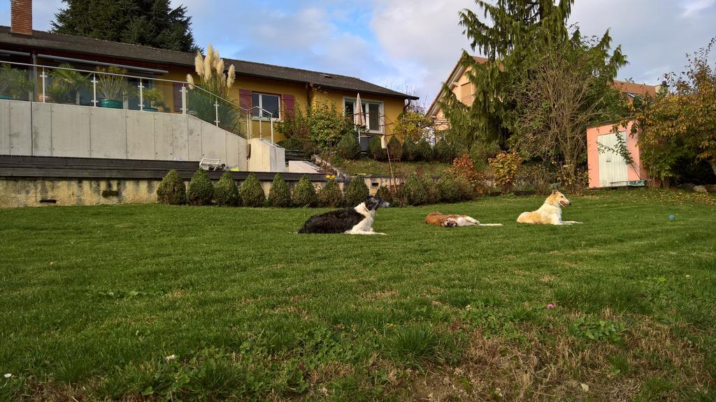 Bed and Breakfast Swiss Borzoi House Vully-les-Lacs Exteriér fotografie