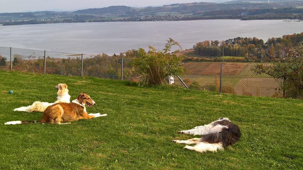 Bed and Breakfast Swiss Borzoi House Vully-les-Lacs Exteriér fotografie