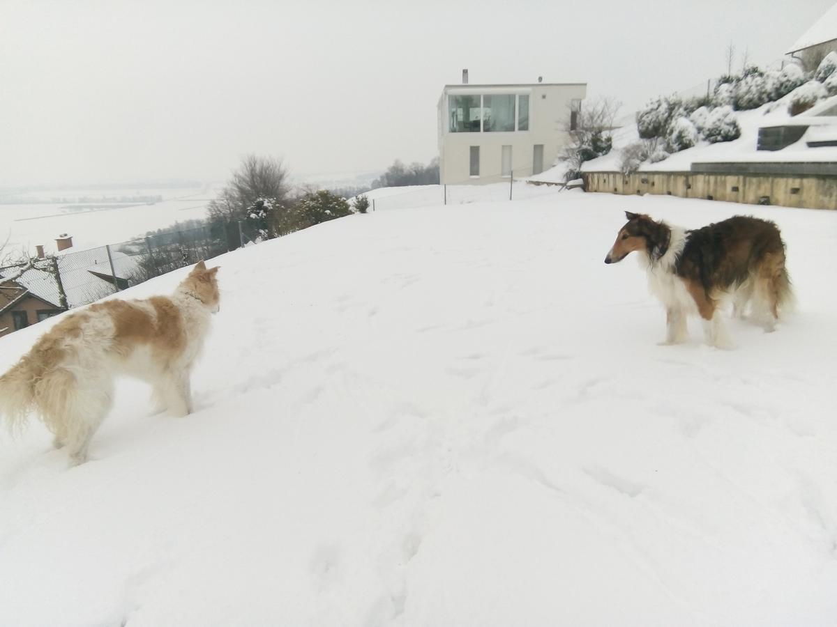 Bed and Breakfast Swiss Borzoi House Vully-les-Lacs Exteriér fotografie