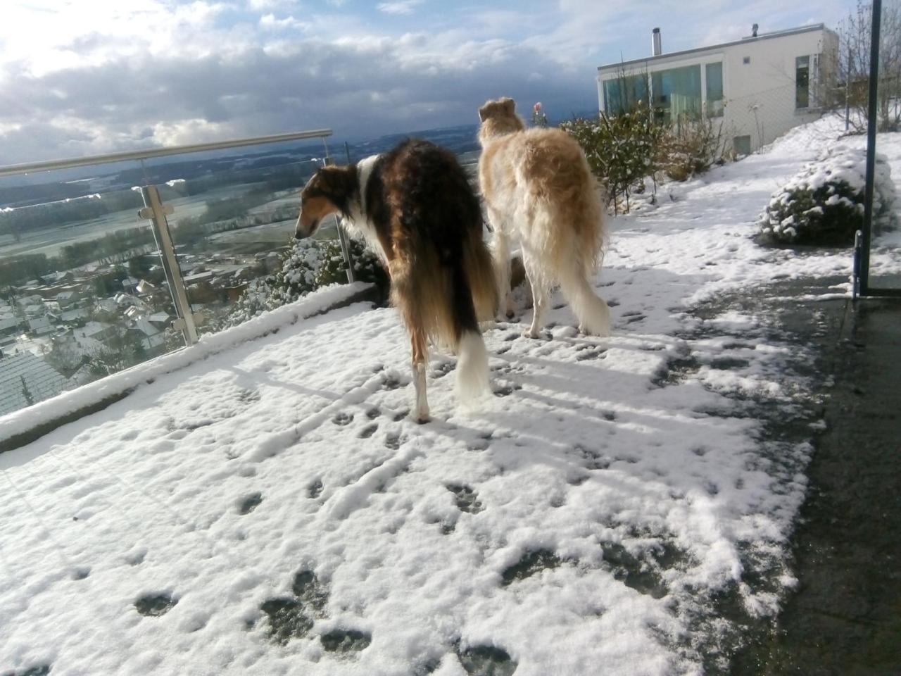 Bed and Breakfast Swiss Borzoi House Vully-les-Lacs Exteriér fotografie