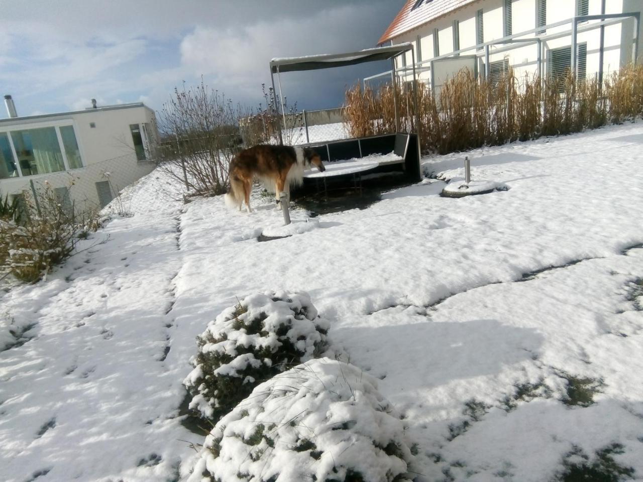 Bed and Breakfast Swiss Borzoi House Vully-les-Lacs Exteriér fotografie